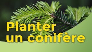 Comment planter un petit conifère [upl. by Elayne]