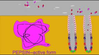 DIGESTIVE ENZMES PEPSINOGEN AND PEPSIN [upl. by Assilana]