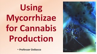 Using Mycorrhizae for Cannabis Production [upl. by Alyag]