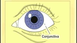 Ophthalmology Lecture  Eye Anatomy Part 1 [upl. by Uta]