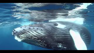 Johanna and the Whale Teaser [upl. by Ssur]