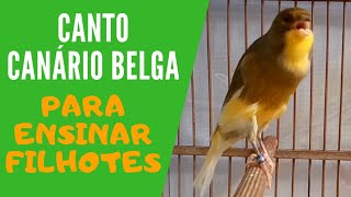 CANTO DE CANÁRIO BELGA PARA ENSINAR FILHOTES [upl. by Nwahsav]