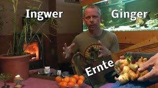 Ingwer Ernte [upl. by Abita]