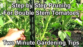 A Double Stem Tomato Pruning Method  From Never Pruned to 2 Production Stems Two Minute TRG Tips [upl. by Idonna242]