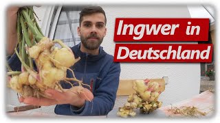 Ingwer Ernte  Ingwer erfolgreich anbauen 7 [upl. by Adel]