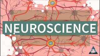 What is Neuroscience [upl. by Ynhoj]