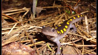 Spotted Salamander Migration  WSKG [upl. by Glennis839]