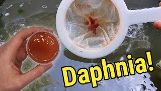 How I Culture Daphnia In Outdoor Tubs [upl. by Arihsan]