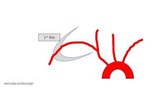 Subclavian artery Anatomy [upl. by Annelak]