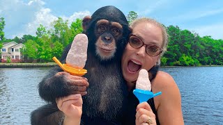 BABY CHIMP LEARNS TO MAKE POPSICLES [upl. by Aronoff759]