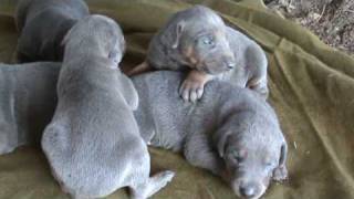 Blue Doberman Pinschers 16 days [upl. by Skelton]