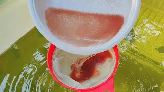 How to culture daphnia  Daphnia culture  How to grow daphnia outdoor [upl. by Fital]