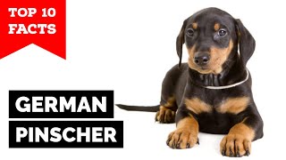 German Pinscher  Top 10 Facts [upl. by Zeena]