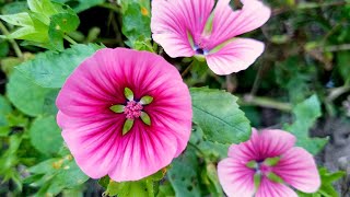 Malope trifida  Enjoy Beautiful Flowers [upl. by Dyane]