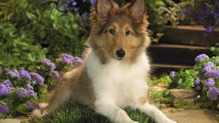 Sheltie Dog  Top 10 Shetland Sheepdog Facts [upl. by Spada]