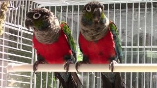 Crimson Bellied Conures [upl. by Lenny]