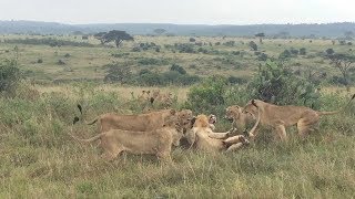 Group Of Female Lions Fight Male Lion [upl. by Nahor58]