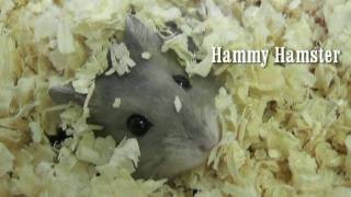 Dwarf Hamsters from babies to adults [upl. by Nawed]