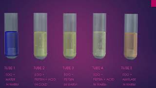 pepsin digestion of protein experiment [upl. by Karlee916]