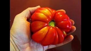 Top 5 Tomatoes to Grow [upl. by Saudra]