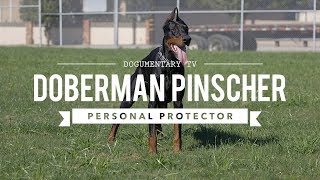 DOBERMAN PINSCHERS ARE GREAT PERSONAL PROTECTORS [upl. by Saraiya]