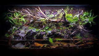 The ULTIMATE FireBellied Toad Paludarium [upl. by Alyose]