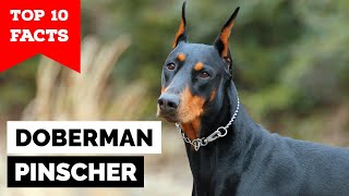 Doberman Pinscher  Top 10 Facts [upl. by Marquet827]