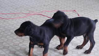 Doberman Pinscher Puppies For Sale [upl. by Anurb]