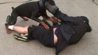 Doberman Attack Training K91com [upl. by Ajin]