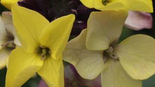 Propagating Wallflowers  Grow from Cuttings [upl. by Xuagram]