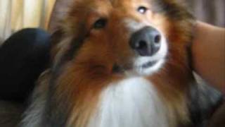 Sleepy Sheltie Dog Gets Attention [upl. by Margalit]