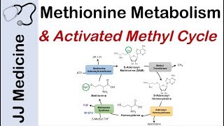 Methionine Metabolism and Activated Methyl Cycle  Pathway and Purpose [upl. by Giuditta]