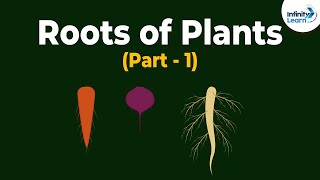 Roots of Plants  Morphology of Flowering Plants  Plant Morphology  Dont Memorise [upl. by Scharf]