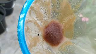 How to culture daphnia moina in a small container Part 1 English Subtitle [upl. by Hasen]