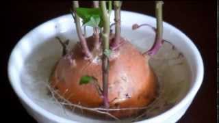 Growing Sweet Potato Ipomoea batatas Indoors Pleasantville New York [upl. by Jeunesse]