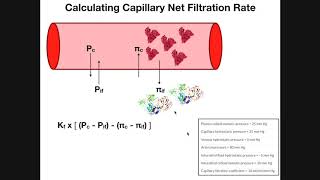 Starling Forces amp Calculating Net Filtration Rate [upl. by Schmitz]