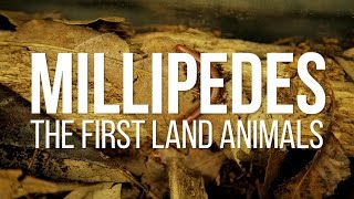 Millipedes The First Land Animals [upl. by Barcot]