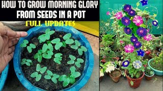 How To Grow Morning Glory From Seed FULL INFORMATION [upl. by Esila]