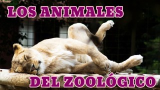 Los Animales del Zoológico en Español – Zoo Animals in Spanish [upl. by Iuq878]