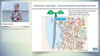 Arbuscular mycorrhiza development and function [upl. by Assylla423]