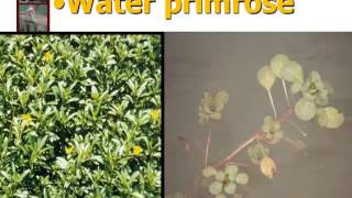 Aquatic Weed Identification and Management [upl. by Rogerio422]