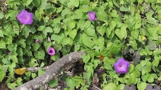 Ipomea Tricolor Seeds Morning Glory and LSA Presence [upl. by Onahpets]