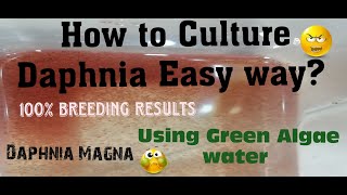 Daphnia MagnaHow to Culture Daphnia Easy wayCulturing Daphnia using Green water Daphnia [upl. by Kleper]