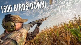 Argentina Dove Hunt SHOT REEL [upl. by Hadden]