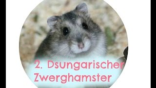 10Fakten Dsungarischer Zwerghamster [upl. by Ajup]