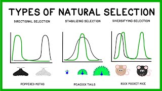 Natural Selection Adaptation and Evolution [upl. by Christalle]