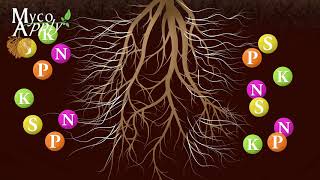 Mycorrhizal Animation [upl. by Celestina]