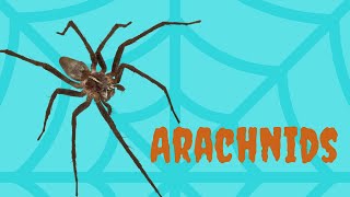 What is an Arachnid  Hint Think Spider [upl. by Alul624]