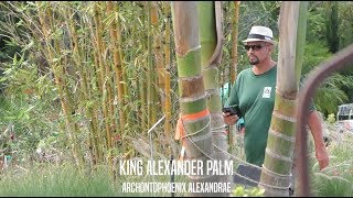 King Alexander Palms in Jacksonville [upl. by Seligman706]