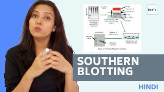 Southern Blotting  Basic Procedure  In Hindi [upl. by Thrasher]